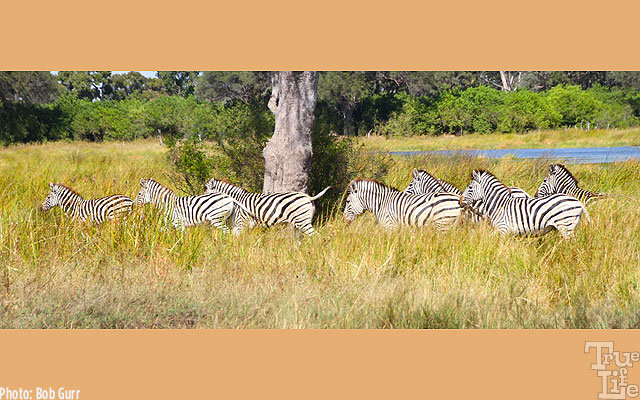 Zebras travel in herds for protection - they a bit timid around humans