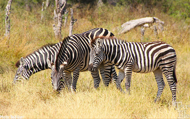 Every zebra has a completely unique stripe pattern for easy identification