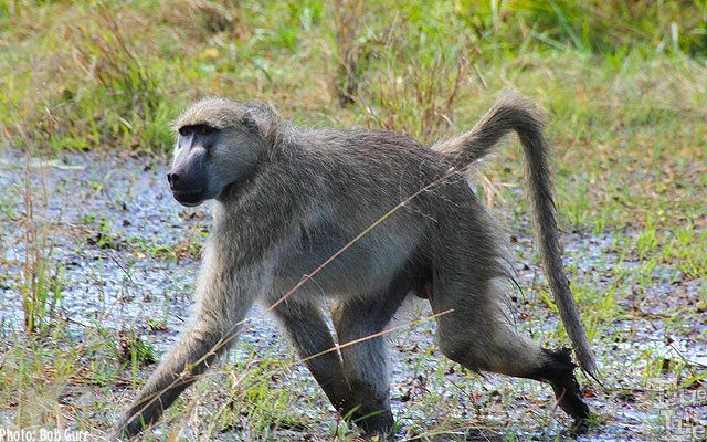 The African grey footed baboon is found everywhere in Botswana