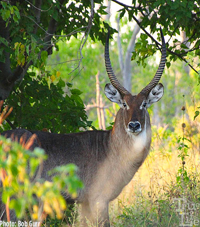 The African waterbuck is a large water-loving antelope with spiraled horns