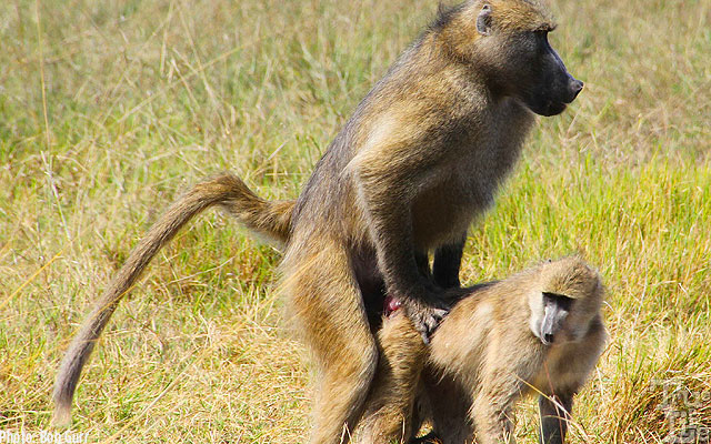 These baboons prove that the the Circle of Life must always be continued