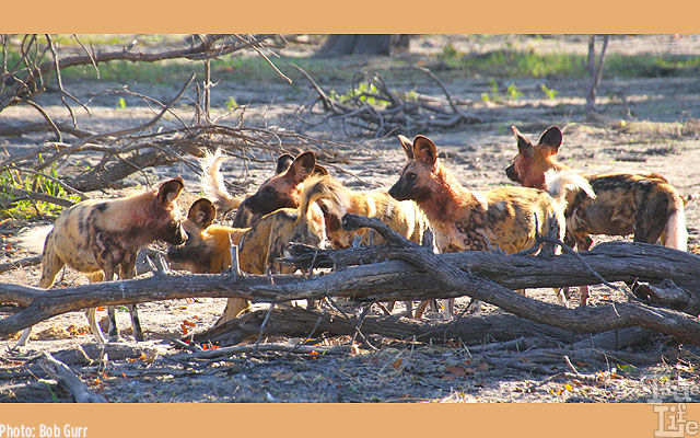 Colorful African wild dogs are highly social with great organizational skills