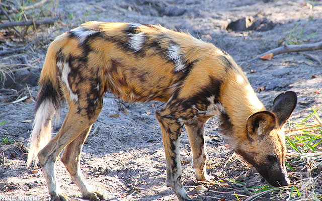 Each wild dog is a spectacular riot of wild colorizations