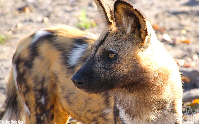 Wild dogs both approach vehicles and completely ignore human presence