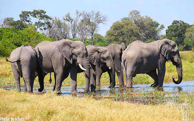 African elephants are so magnificent both in size and imposing activity