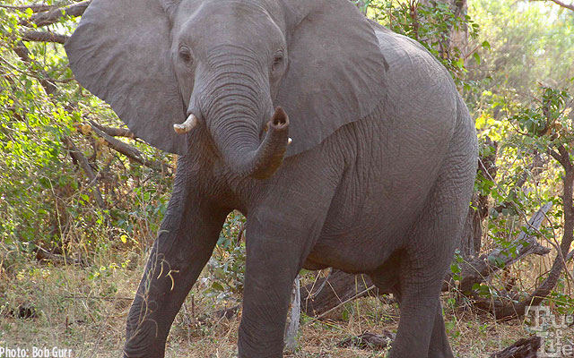Female elephants are very firm in how close they will allow humans to be