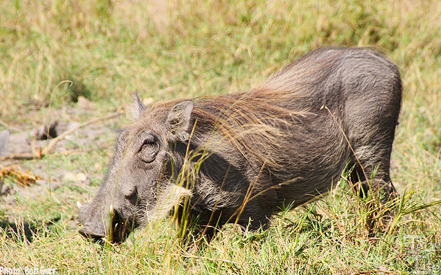 The frisky little warthogs will let one know if they think you get too close
