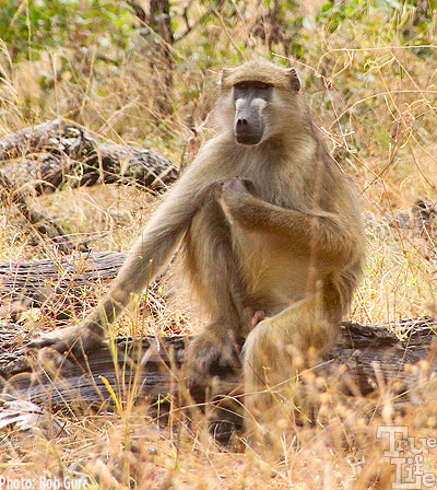 Baboons seem to be very active and always on the move with big families