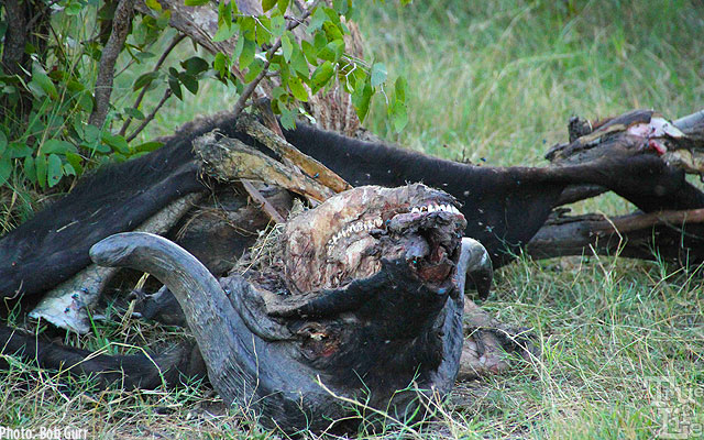 This cape buffalo was no match for a pride of female lions who needed food