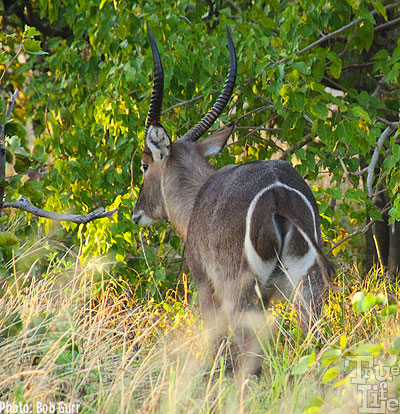 Waterbucks have very unique rear markings making then easy to identify