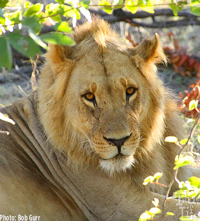 After his morning walk, the young male lion gives me gentle stare