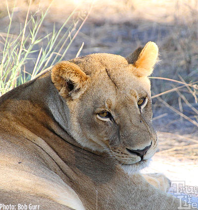 The male lion's sister chills out nearby in the cool morning air