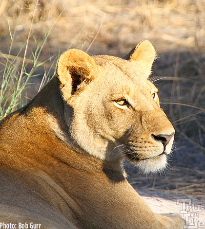 Soon the sun begins to warm her fur, so she'll soon seek some shade