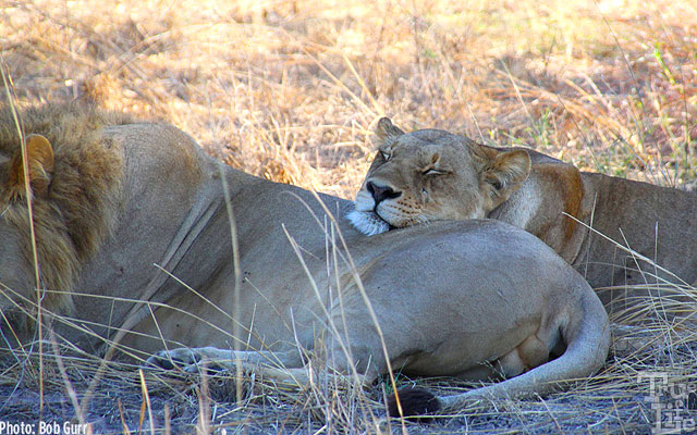 Mom finds that her son provides a comfortable pillow for a snooze