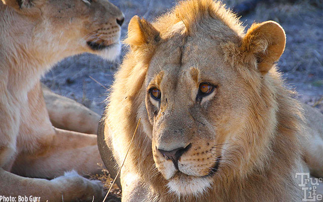 Certainly a portrait of a proud mom with her future lion king