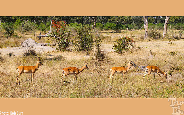 A male Impala herds his three females as they browse for food