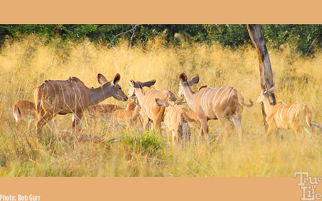 A family of female kudu, another species of medium sized antelope