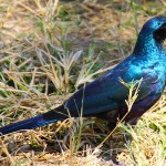 Meves’s starling