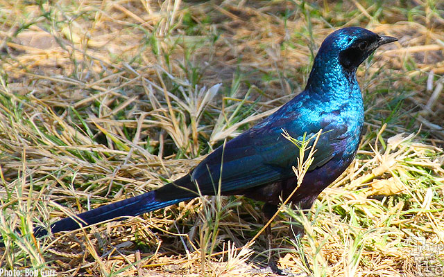  Meves's starling