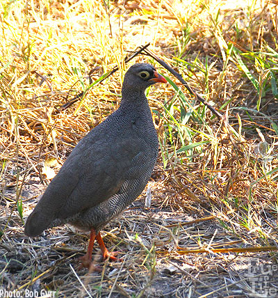 Red-billed spurfowl