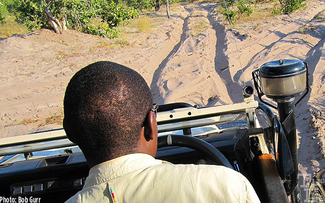 Many of the trails are deep sand which never stop the Land Rovers