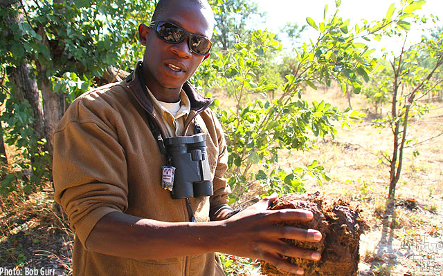 Ranger explains about the diet of elephants by examining their dung