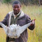 A skull is what’s left after lions, hyenas, and vultures finish a buffalo