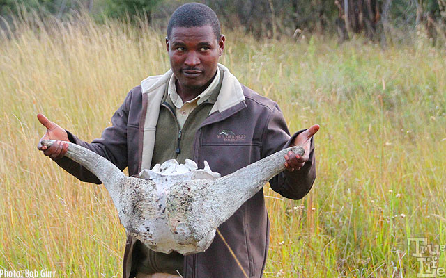 A skull is what's left after lions, hyenas, and vultures finish a buffalo