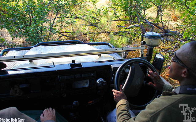 Off-road means crashing right thru 8' shrubs and trees with little effort