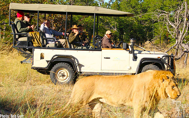 The raised Land Rover seating gives everyone a clear wildlife view