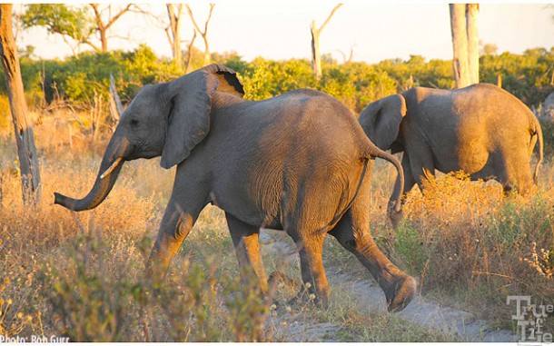 Baby elephants will run if approached too closely