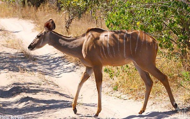 The African kudu is a very slender species of antelope 