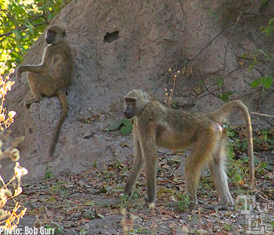 Baboons inhabit all areas of the Okavango Delta 