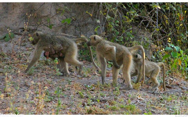 Baboon babies ride underneath their mothers - hang on for dear life