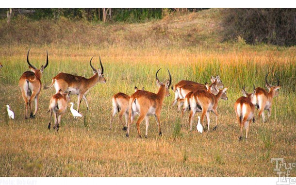 Lechwe travel in large herds