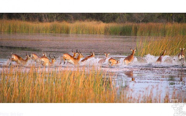 Lechwe are marsh antelopes that prefer to stay in water for protection