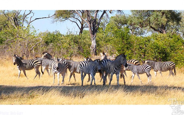 A beautiful herd of zebra - they can be found in most open areas