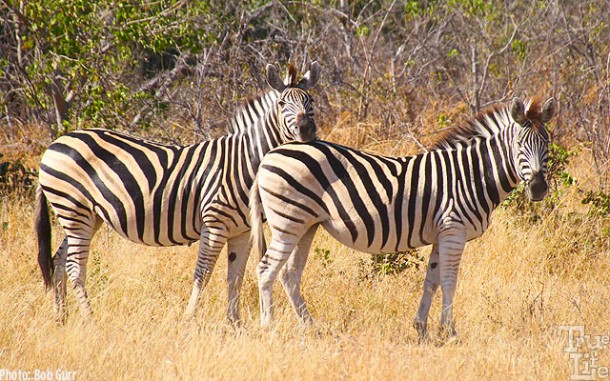 Note how one zebra uses the back of another as a head rest