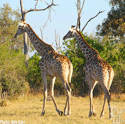 A beautiful pair of giraffes - so graceful, buy weird looking on the run