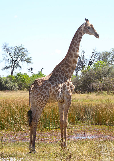 The giraffe is certainly the most unique of land mammals 