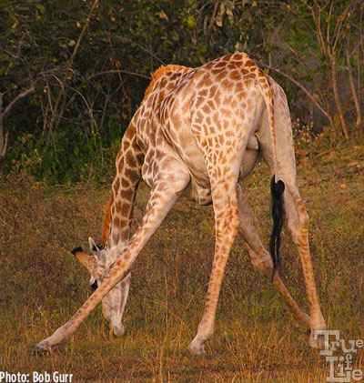 A giraffe shares a pasture with an elephant