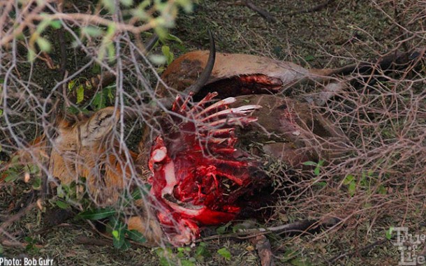 This antelope was dinner for a male leopard