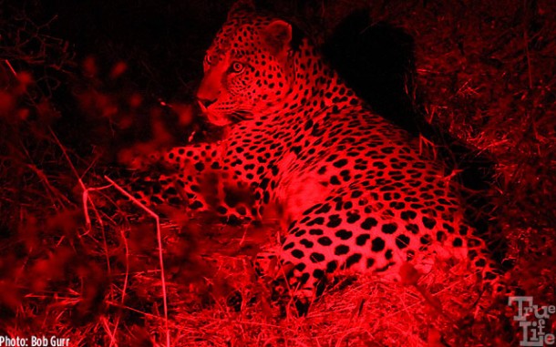 This leopard hid his kill in a thicket rather than a tree as is their custom