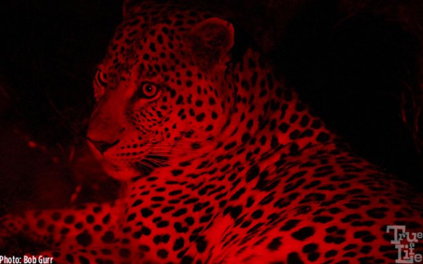 Rangers use a red spotlight to view animals at night - it does not bother them