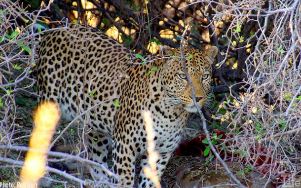 The leopard guards his hidden kill from thieving hyenas and vultures