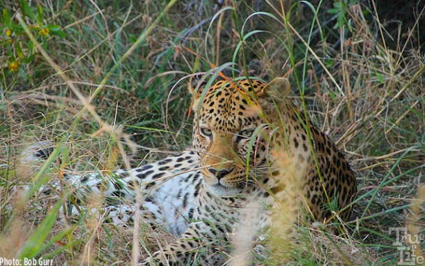 This male leopard allowed Land Rovers and humans to come within 10'