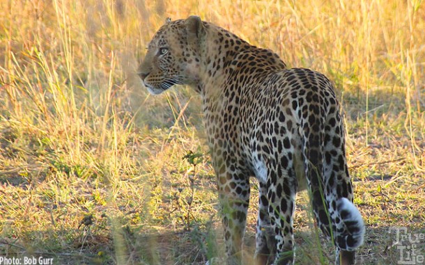 A leopard on the prowl for a kill - leopards lead solitary lives alone 