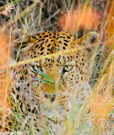 One could walk up to within 2' of a leopard in the grass and never see it