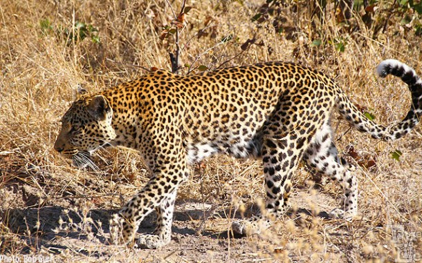 The female leopard casually walks beside the Land Rover, ignoring it