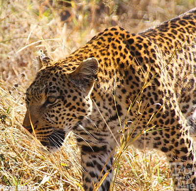 Amazing how close one can approach a leopard - but only in a vehicle!
